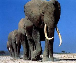 yapboz Filler yürüyüş